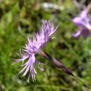 Photographie n°2455996 du taxon Dianthus hyssopifolius L. [1755]