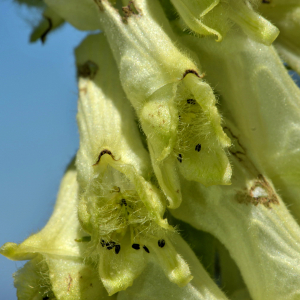 Photographie n°2456040 du taxon Aconitum lycoctonum subsp. vulparia (Rchb.) Ces. [1844]