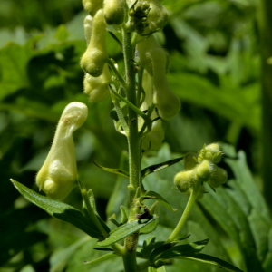 Photographie n°2456042 du taxon Aconitum lycoctonum subsp. vulparia (Rchb.) Ces. [1844]