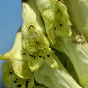 Photographie n°2456043 du taxon Aconitum lycoctonum subsp. vulparia (Rchb.) Ces. [1844]