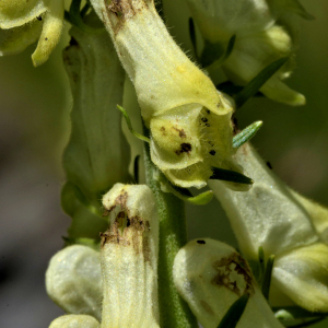 Photographie n°2456049 du taxon Aconitum lycoctonum subsp. vulparia (Rchb.) Ces. [1844]