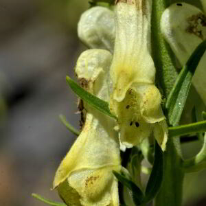 Photographie n°2456054 du taxon Aconitum lycoctonum subsp. vulparia (Rchb.) Ces. [1844]