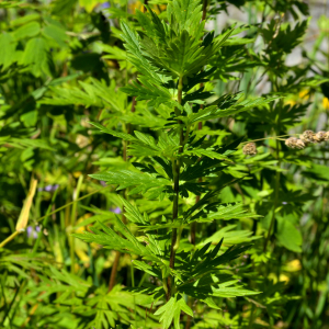 Photographie n°2456058 du taxon Aconitum lycoctonum subsp. vulparia (Rchb.) Ces. [1844]