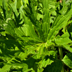 Photographie n°2456061 du taxon Aconitum lycoctonum subsp. vulparia (Rchb.) Ces. [1844]