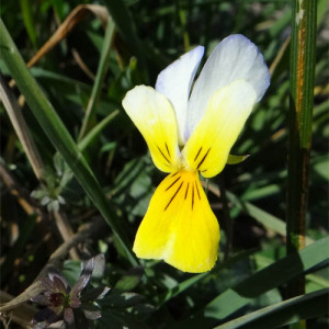 Photographie n°2456089 du taxon Viola tricolor L.