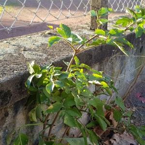 Photographie n°2456108 du taxon Sambucus nigra L.