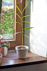 Pierre Lambert, le 16 mai 2016 (Limont (Petit Berleur))
