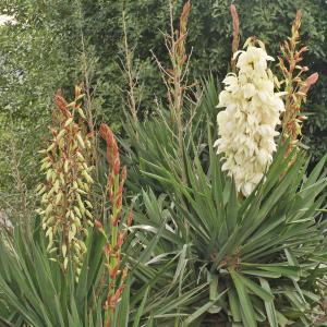 Photographie n°2456115 du taxon Yucca gloriosa L.