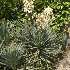 Photographie n°2456118 du taxon Yucca gloriosa L.