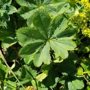 Photographie n°2456164 du taxon Alchemilla monticola Opiz [1838]