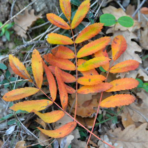 Photographie n°2456246 du taxon Sorbus domestica L.