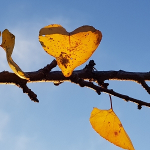 Photographie n°2456249 du taxon Prunus armeniaca L. [1753]