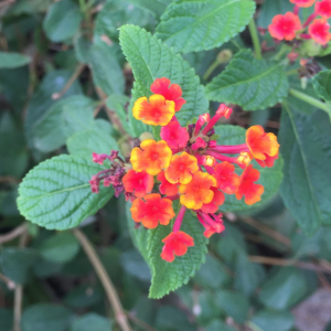 Photographie n°2456260 du taxon Lantana camara L. [1753]