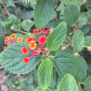 Photographie n°2456262 du taxon Lantana camara L. [1753]