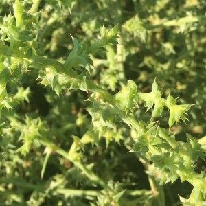 Photographie n°2456279 du taxon Salsola kali L. [1753]