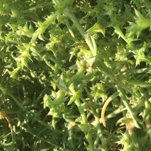 Photographie n°2456280 du taxon Salsola kali L. [1753]
