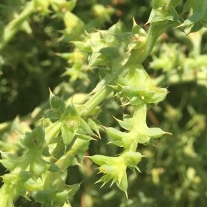 Photographie n°2456281 du taxon Salsola kali L. [1753]
