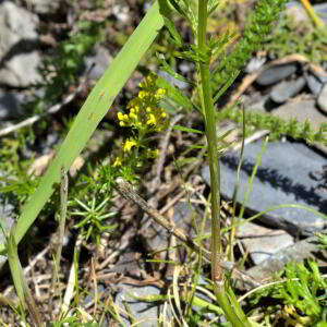 Photographie n°2456319 du taxon Jacobaea adonidifolia (Loisel.) Mérat [1812]