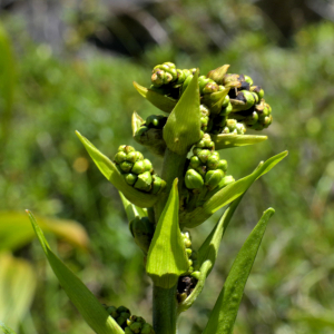 Photographie n°2456321 du taxon Veratrum album L. [1753]