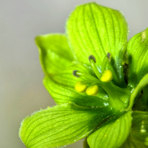 Photographie n°2456323 du taxon Veratrum album L. [1753]