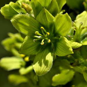 Photographie n°2456324 du taxon Veratrum album L. [1753]