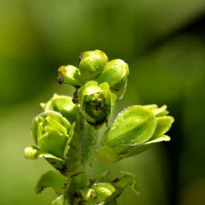 Photographie n°2456326 du taxon Veratrum album L. [1753]