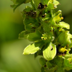 Photographie n°2456333 du taxon Veratrum album L. [1753]