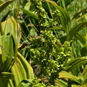 Photographie n°2456336 du taxon Veratrum album L. [1753]