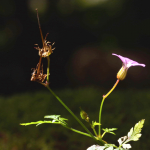 Photographie n°2456385 du taxon Geranium robertianum L. [1753]