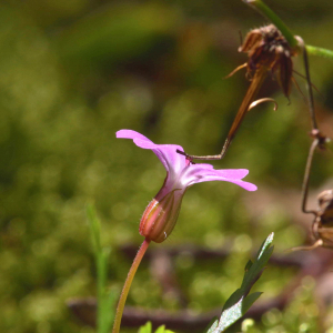 Photographie n°2456387 du taxon Geranium robertianum L. [1753]