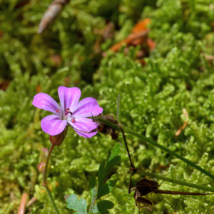 Photographie n°2456389 du taxon Geranium robertianum L. [1753]