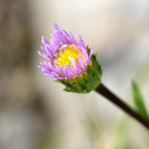 Photographie n°2456395 du taxon Erigeron alpinus L. [1753]