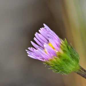 Photographie n°2456396 du taxon Erigeron alpinus L. [1753]