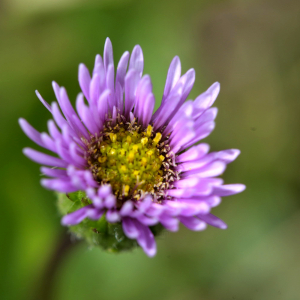 Photographie n°2456397 du taxon Erigeron alpinus L. [1753]