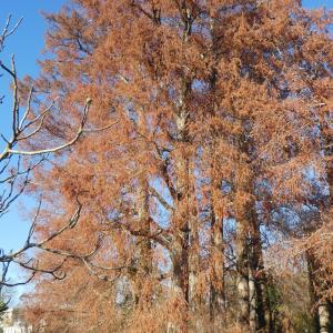 Photographie n°2456442 du taxon Taxodium distichum (L.) Rich.