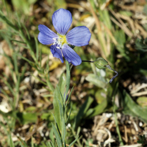 Photographie n°2456497 du taxon Linum leonii F.W.Schultz