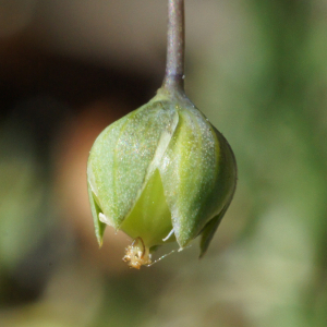 Photographie n°2456499 du taxon Linum leonii F.W.Schultz