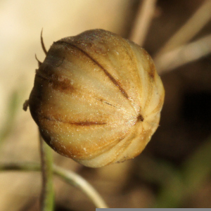 Photographie n°2456501 du taxon Linum leonii F.W.Schultz