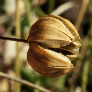 Photographie n°2456502 du taxon Linum leonii F.W.Schultz