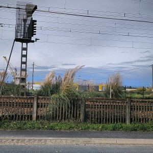 Photographie n°2456513 du taxon Cortaderia selloana (Schult. & Schult.f.) Asch. & Graebn.