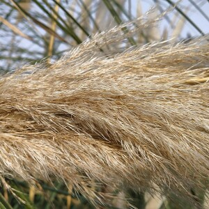 Photographie n°2456514 du taxon Cortaderia selloana (Schult. & Schult.f.) Asch. & Graebn.