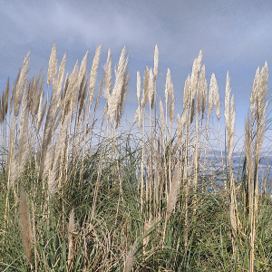 Photographie n°2456527 du taxon Cortaderia selloana (Schult. & Schult.f.) Asch. & Graebn.