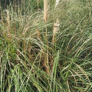 Photographie n°2456528 du taxon Cortaderia selloana (Schult. & Schult.f.) Asch. & Graebn.