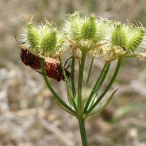 Photographie n°2456552 du taxon Orlaya grandiflora (L.) Hoffm. [1814]