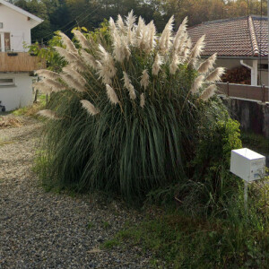 Photographie n°2456553 du taxon Cortaderia selloana (Schult. & Schult.f.) Asch. & Graebn.