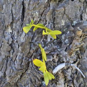 Photographie n°2456590 du taxon Viscum album subsp. abietis (Wiesb.) Abrom.