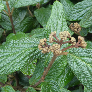 Photographie n°2456602 du taxon Viburnum rhytidophyllum Hemsl.
