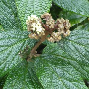 Photographie n°2456603 du taxon Viburnum rhytidophyllum Hemsl.