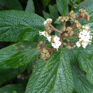 Photographie n°2456604 du taxon Viburnum rhytidophyllum Hemsl.