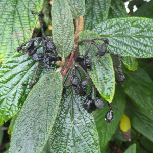 Photographie n°2456605 du taxon Viburnum rhytidophyllum Hemsl.